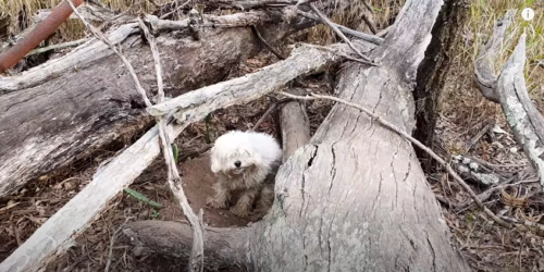 枯れ木に住む犬