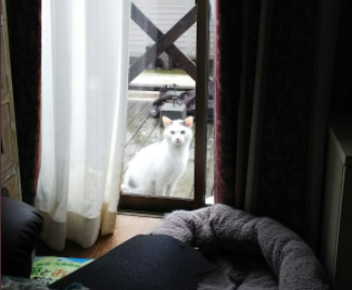 窓の外にいる猫