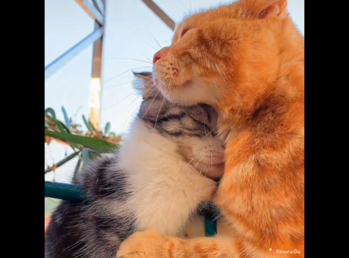 抱きしめ合う猫たち