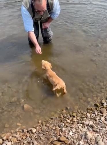 川に足を踏み入れる子犬