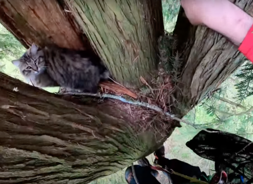 木の上で立ち往生する猫