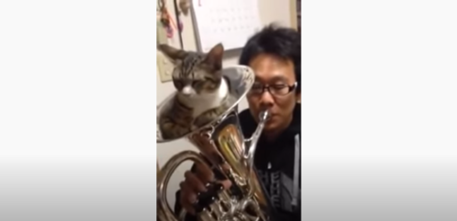 すっぽり楽器に入っている猫