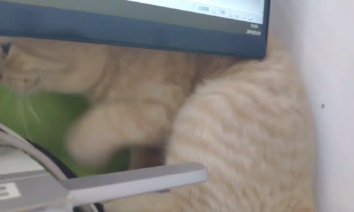 画面の後ろに隠れる猫