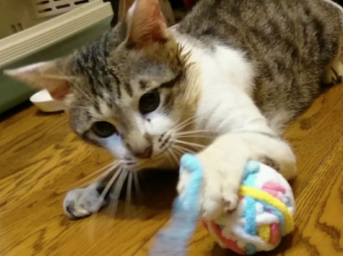 おもちゃで遊ぶ保護猫