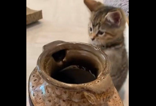 壺の前の猫