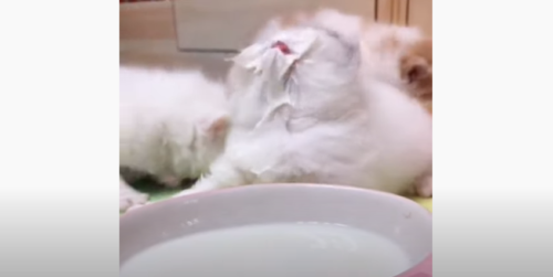 顔に付いたミルクを舐めようとする子猫