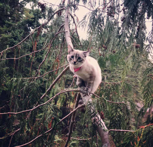 木から降りられない子猫