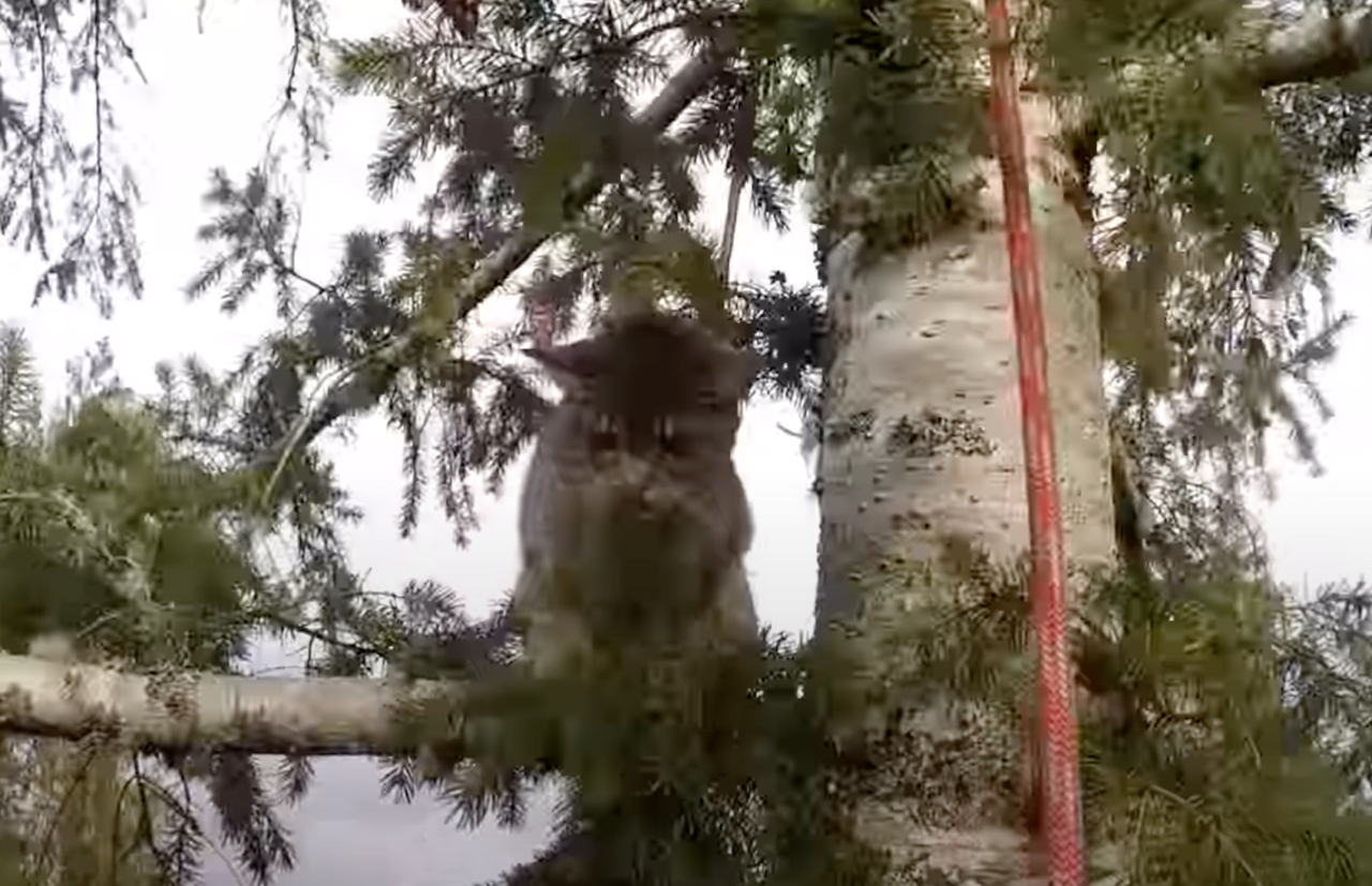 木の上で威嚇する猫