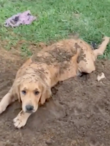 土を被ってしまった犬