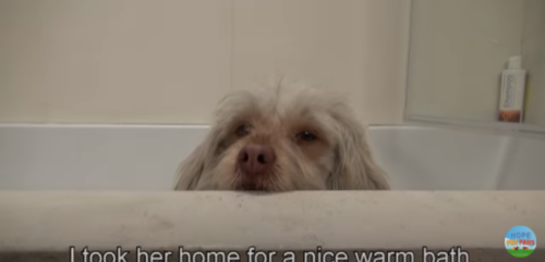 お風呂を満喫する犬