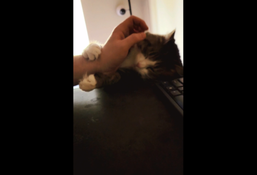 手を引き寄せる猫