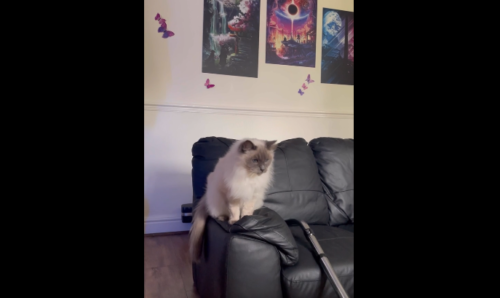 掃除機を見て体を上げる猫