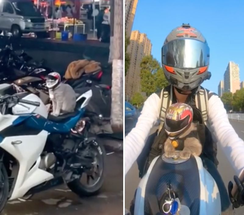 風を感じたい バイクに乗って ツーリング を楽しむカッコよすぎる猫ちゃん もふたん