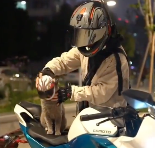 ヘルメットを装着する猫