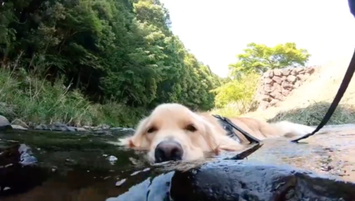 川でのんびりくつろぐ犬