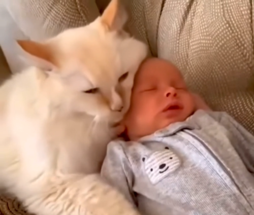 赤ちゃんに顔をすり寄せる猫