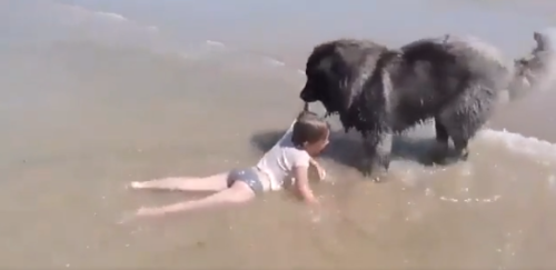砂浜まで引きずる犬