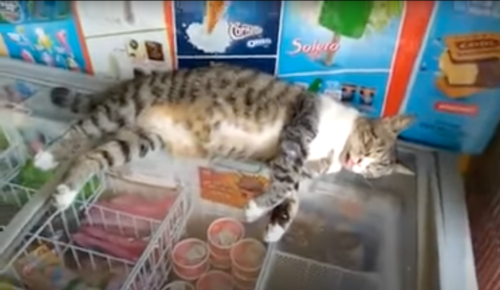 アイスボックスの上で眠る猫
