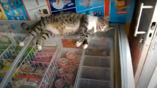 アイスケースの上で眠る猫