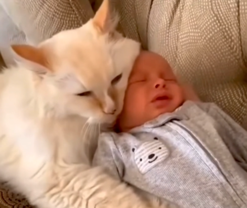 赤ちゃんにしがみつく猫