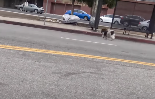 横断歩道を横切る犬