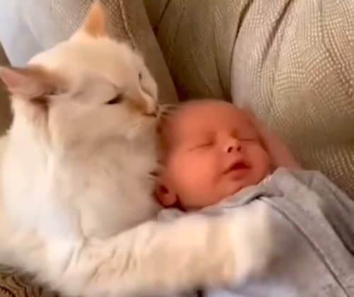 赤ちゃんを抱き寄せる猫