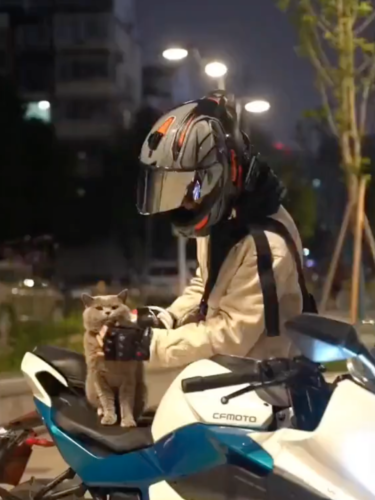 バイクに座る猫