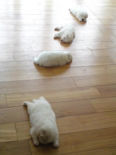 床に転がる子犬たち