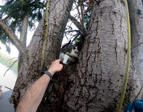 木の上で待つ猫
