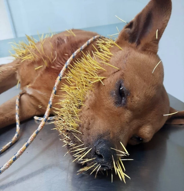 ヤマアラシのトゲ に２度も刺された犬 もう３度目はコリゴリ もふたん