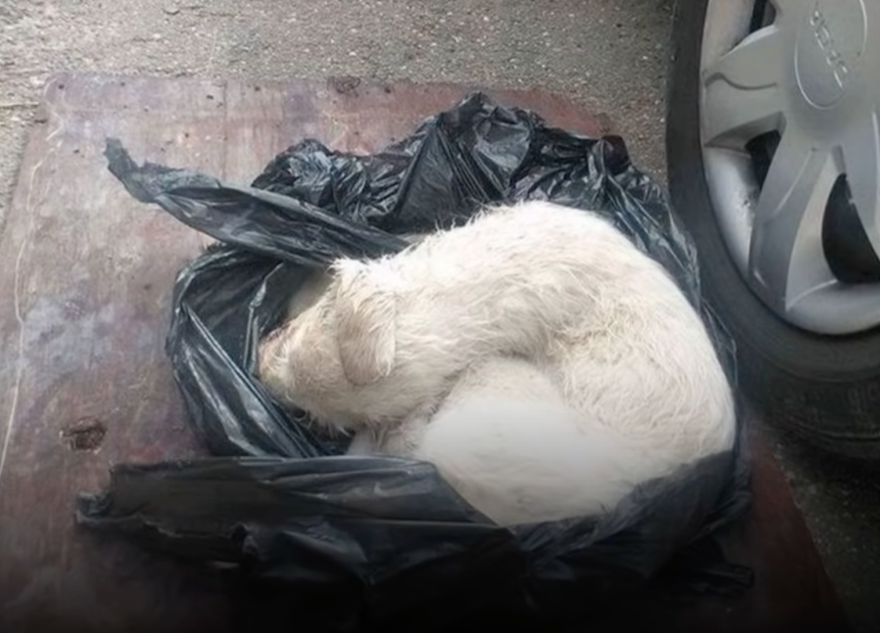 ゴミ袋で捨てられた犬