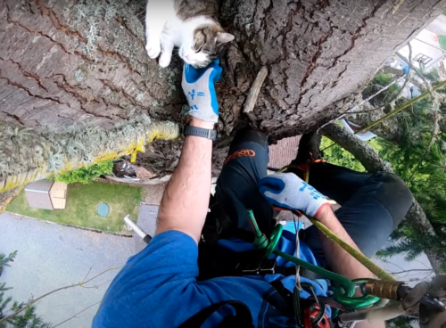 木の上で撫でてもらう猫