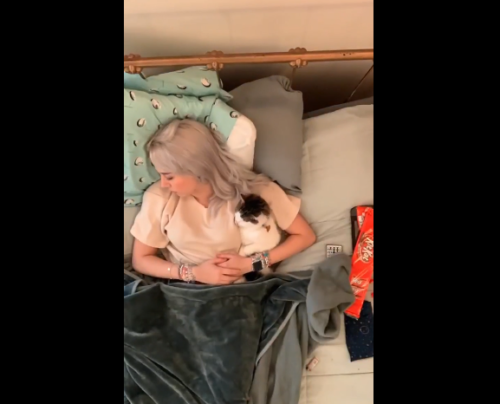 昼寝する猫と女性