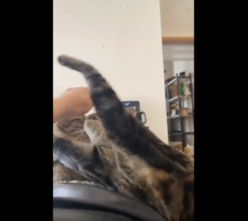 手を捕まえようとする猫