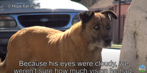 盲目の犬