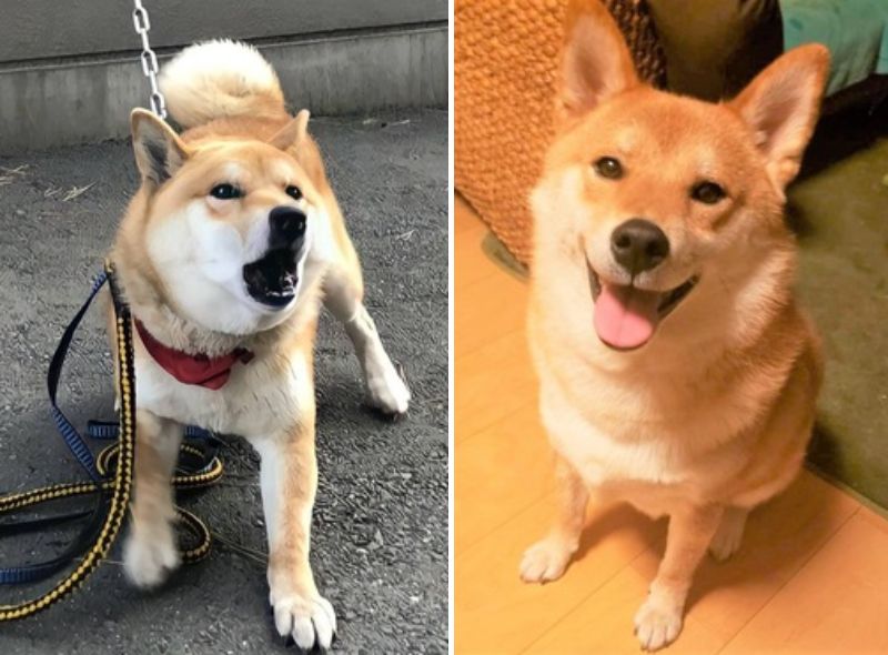 咬傷犬として 殺処分が決定 していた柴犬は甘えん坊の家庭犬へ変貌 もふたん