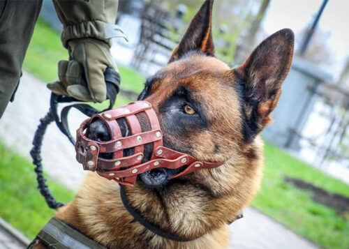 置き去りにされた ロシアの軍用犬 が ウクライナ軍 に入って活躍中 もふたん