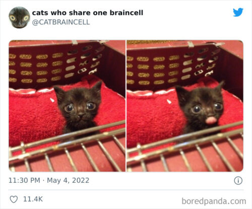 理解不能”な猫ちゃんたちのおかしな面白画像を10連発でご紹介！！ | も 