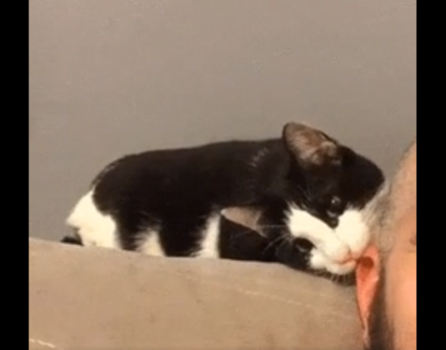 耳を噛む猫