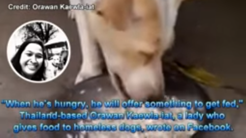 ご飯を食べる犬