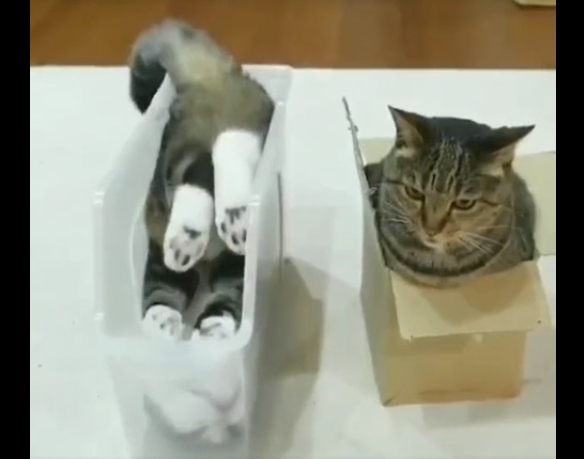 それぞれの箱に入る2匹の猫