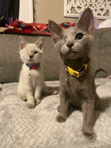 心の眼