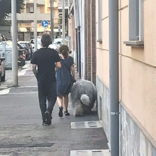 恥ずかしがりや