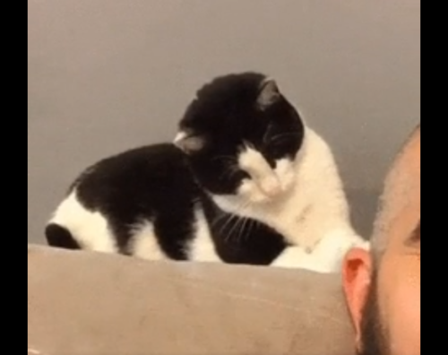 耳を触る猫