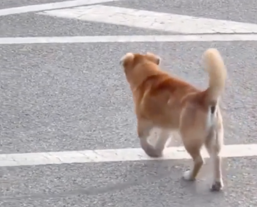 横断歩道を渡る犬