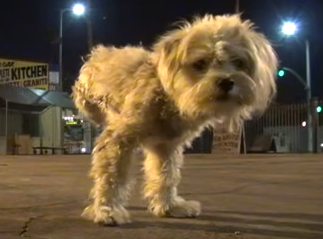 保護したのは 3本足 の小型犬 最初は警戒していたがリラックスすると もふたん