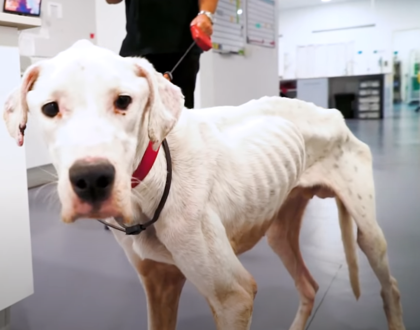 ガリガリに痩せ細って 生存が難しい と思われた犬は集中治療室に運ばれ もふたん