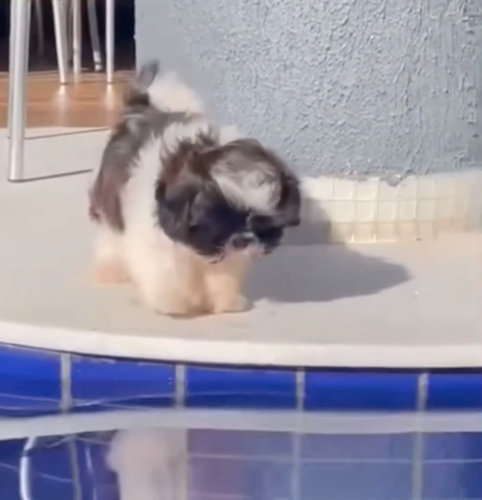 プールに興味を示す子犬