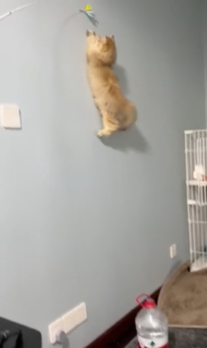 壁を伝い登る猫