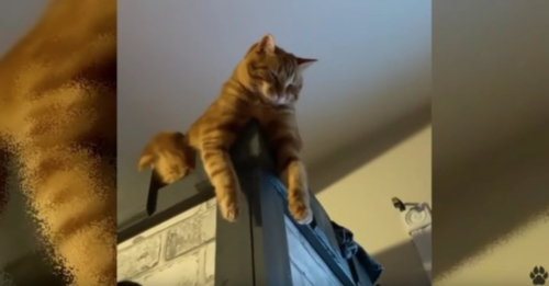 よじ登る猫